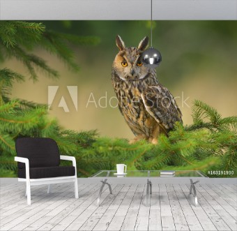 Picture of Europaean Long Eared Owl Asio otus - natural forest green background 